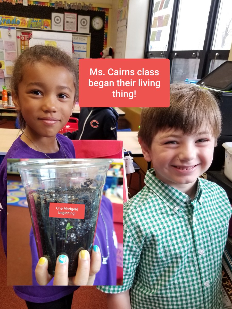 MannLibrary's tweet photo. Living Things - Dewey Live Part 2. After one week, Ms. Cairns. Her class has a beginning marigold! They watered it and gave it sun and care.
#libraries97, #mannschool, #oakpark97, #mannlibrary https://t.co/E4iyWqO5F4