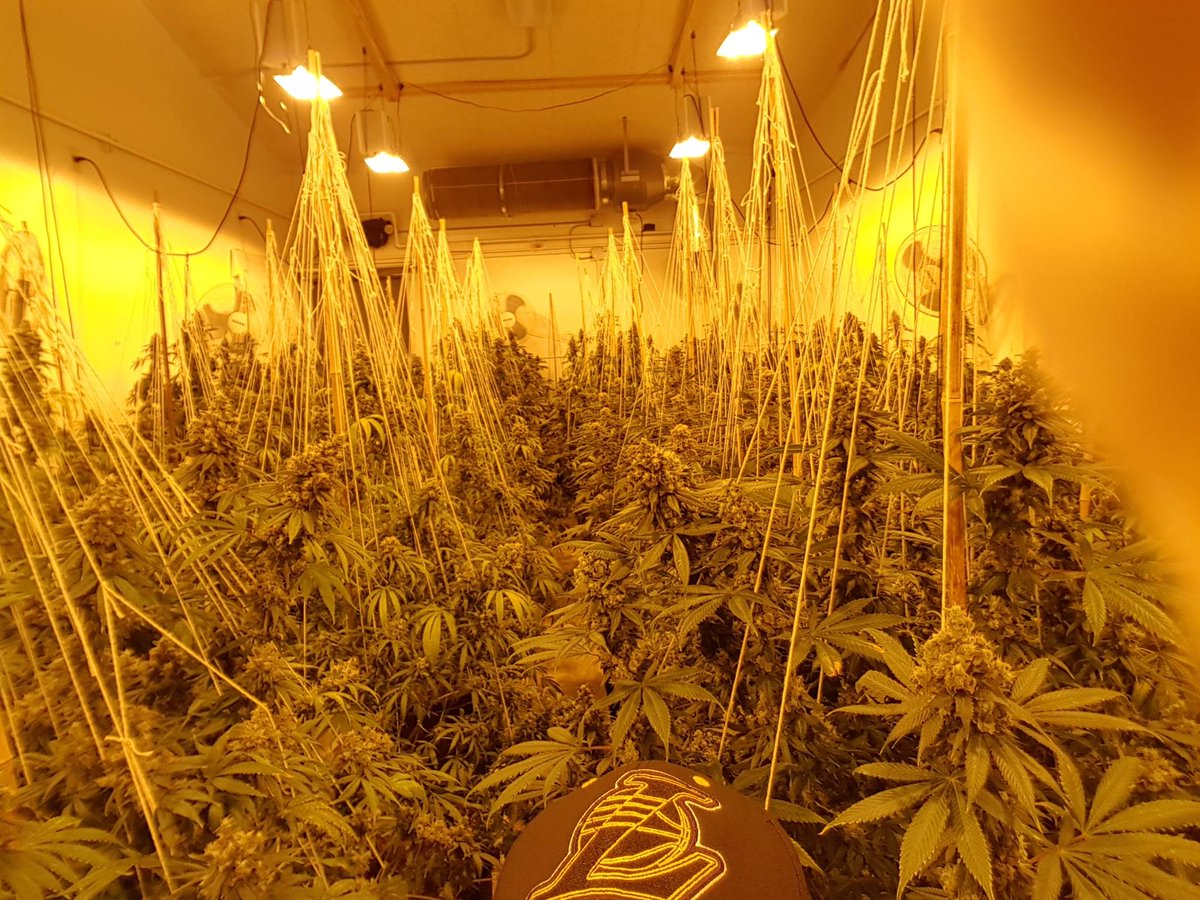 Here’s a peek 👀 of the #GrowHouse &amp; the treasures it holds! 🤫🤐㊙️

#SpadyBud #BestQualityGardens #BQG #Cannabis #Marijuana #Weed #Kush #Ganja #MaryJane #Hemp #Pot #Washington #WA #I502 #CannabisCommunity #CannabisCulture #WeedPorn #Weedstagram #CBD #THC #Stoner

I-502 Compliant