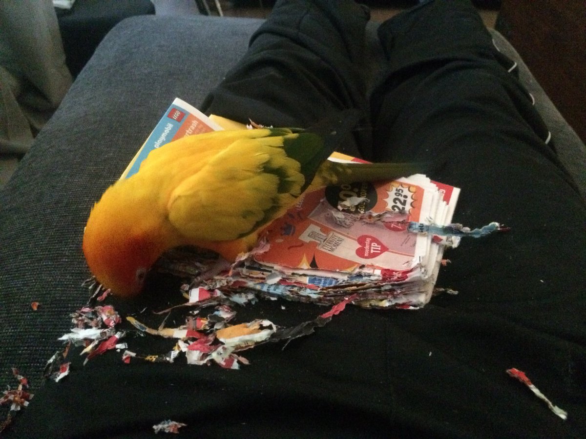 DJPaultjeD's tweet photo. Here, let me just tear up this magazine in your lap... :/ #lifewithaparrot

#parrot #parakeet #conure #sunconure #miniparrot https://t.co/FgKyLOsdrl