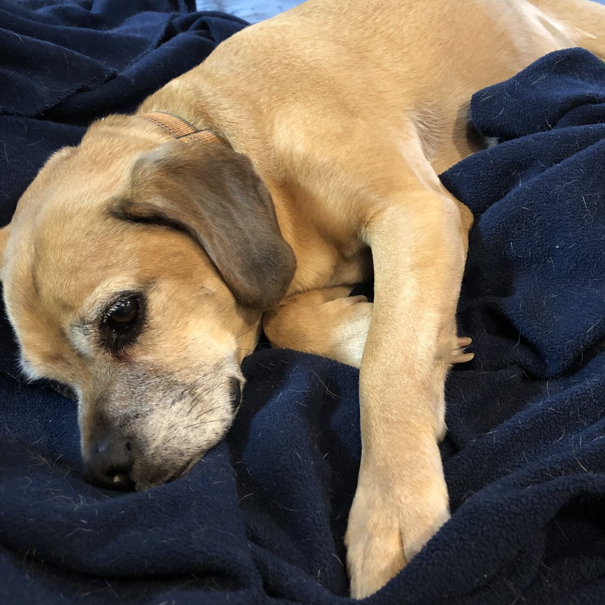 He’s sad that dogs can’t attend #FIRSTChamp conferences. But you can! Come see us at Worlds Detroit Thursday April 21 inroom 252AB at Cobo Center. How To Host Your Own FTC Camp(with free resources for camps, workshops, and practices)