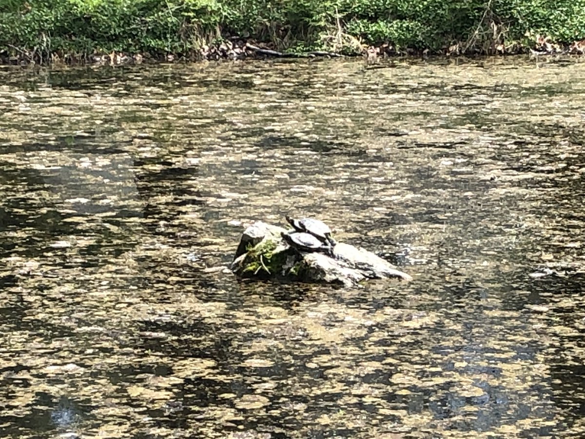 kevinfitz1's tweet photo. The plan was to get outside and face my allergies head on. It was not a good idea, but I got some good photos. #weathershots #outdoors #nature #ducks #turtles #pawx #spring #BerksCounty https://t.co/XH7fmlpEXx