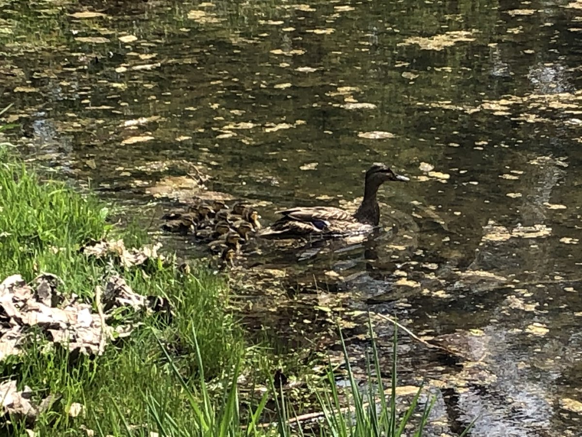 kevinfitz1's tweet photo. The plan was to get outside and face my allergies head on. It was not a good idea, but I got some good photos. #weathershots #outdoors #nature #ducks #turtles #pawx #spring #BerksCounty https://t.co/XH7fmlpEXx