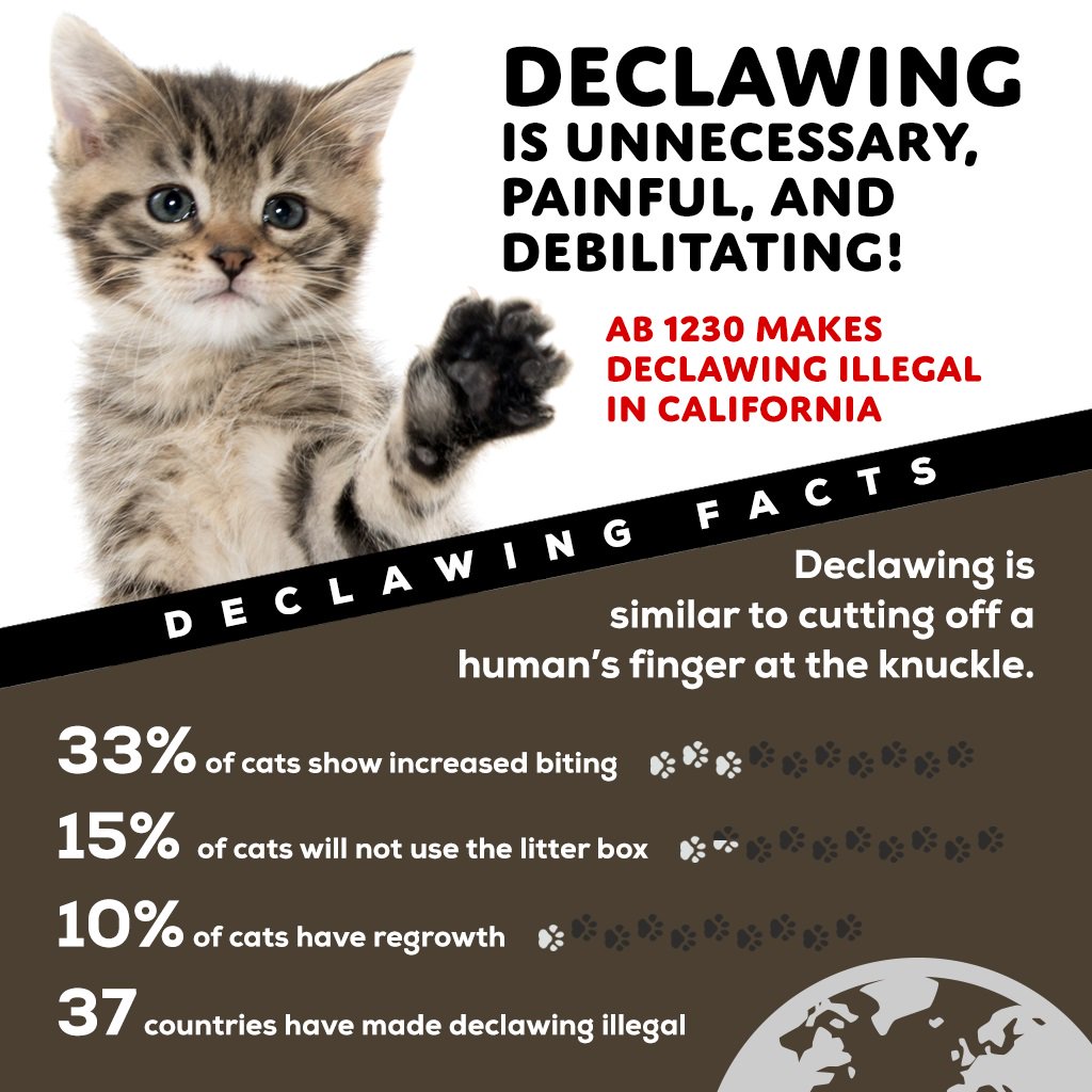 Bill Quirk on Twitter "Declawing cats is a brutal and unnecessary