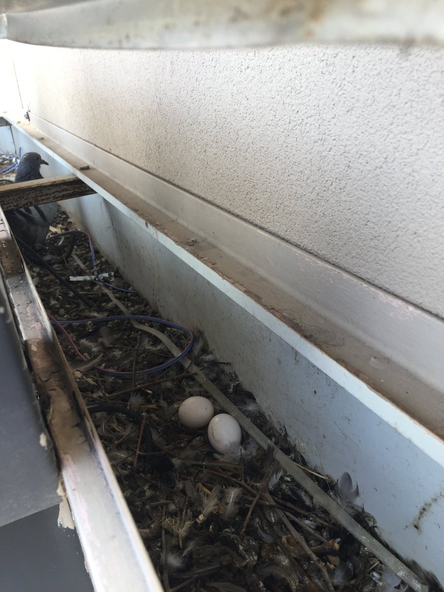 Disclaimer: No birds or eggs were harmed in the maintenance of this sign. 🐣
#houstonbusiness #scasigngroup #nature #sign #signinstallers #signfabricators #houstonsigncompany #hiddengems #getoutside #signshoplife #welovehouston #texassigns #spring