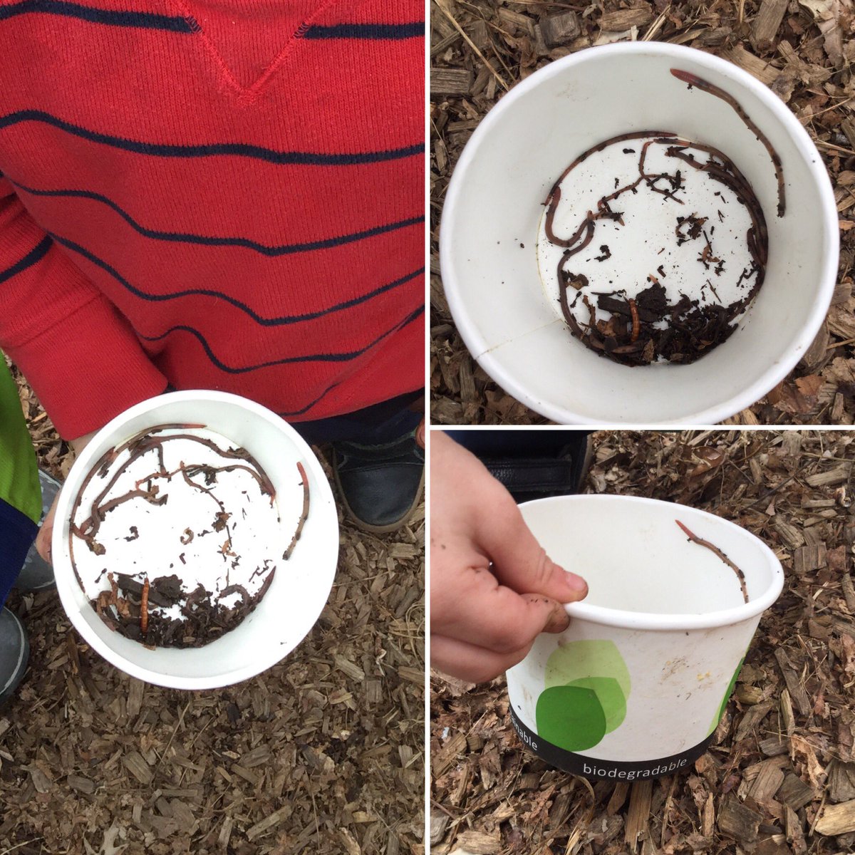 Grateful to @YRDSB for the efforts being taken to reduce waste during workshops. @pcpsyr we are doing the 2nd R and reusing! Soup bowls have made for great investigation tools as we continue our inquiry into worms! @YRDSBGetOut @InspireOutside