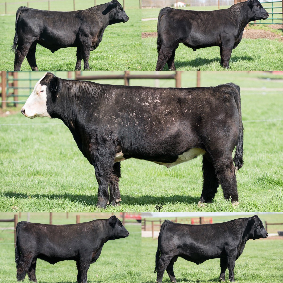 CampbellCo's tweet photo. Breeding Season is upon us!!!

Don’t miss out on these 5 exciting herd sires selling Derby Day 

May 4th on https://t.co/T3UkAxjWFB https://t.co/mGYXSXRRa8