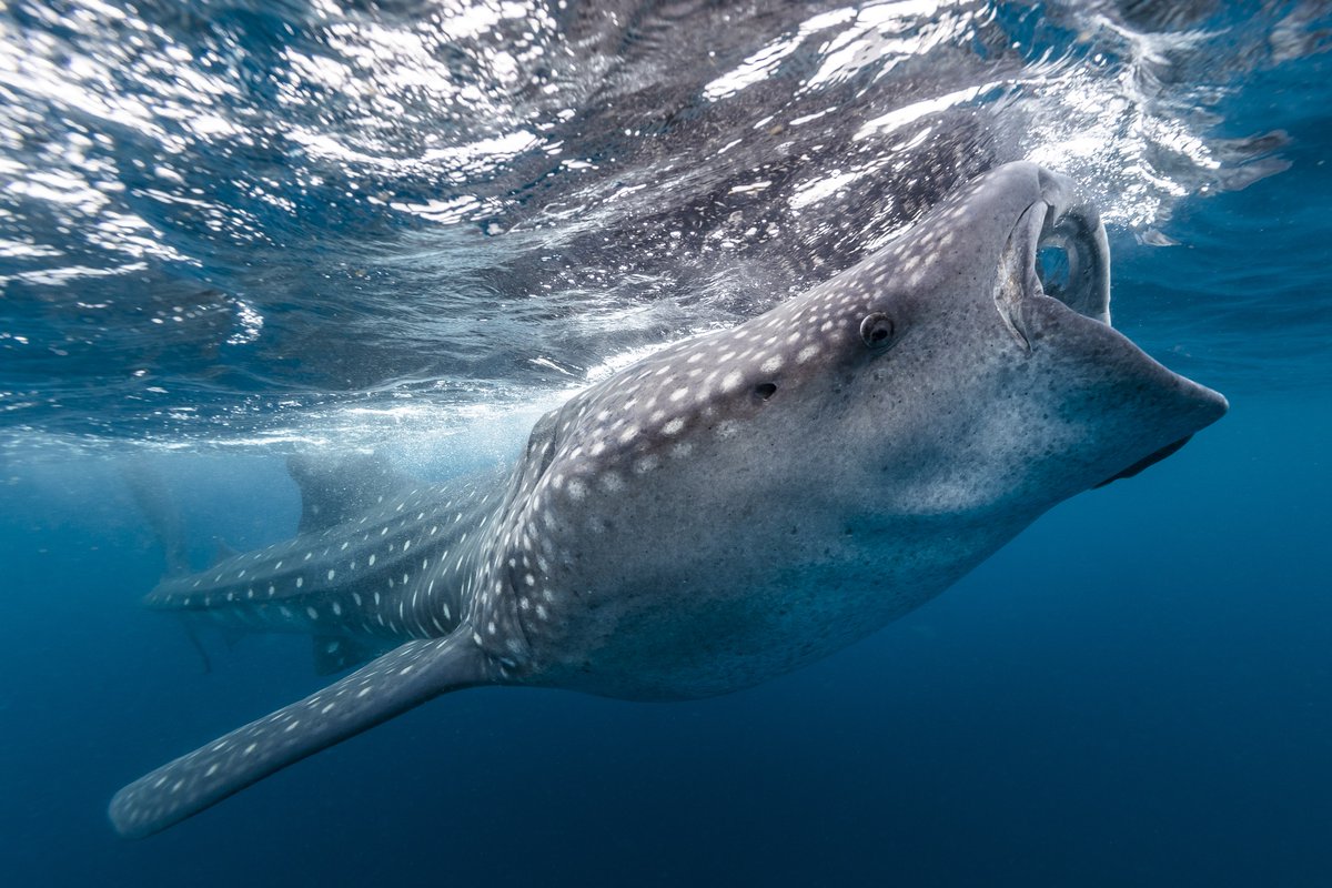 Sea_Legacy's tweet photo. Whale, whale, whale! We have a new campaign with @omaze and this time YOU could join @PaulNicklen and @CMittermeier on the island of Isla Mujeres to swim with #whalesharks. Support our work and ENTER > https://t.co/3NTSxqeG37
#OnlyAtOmaze 🌊📸: @PaulNicklen https://t.co/DVyZWb7XzL