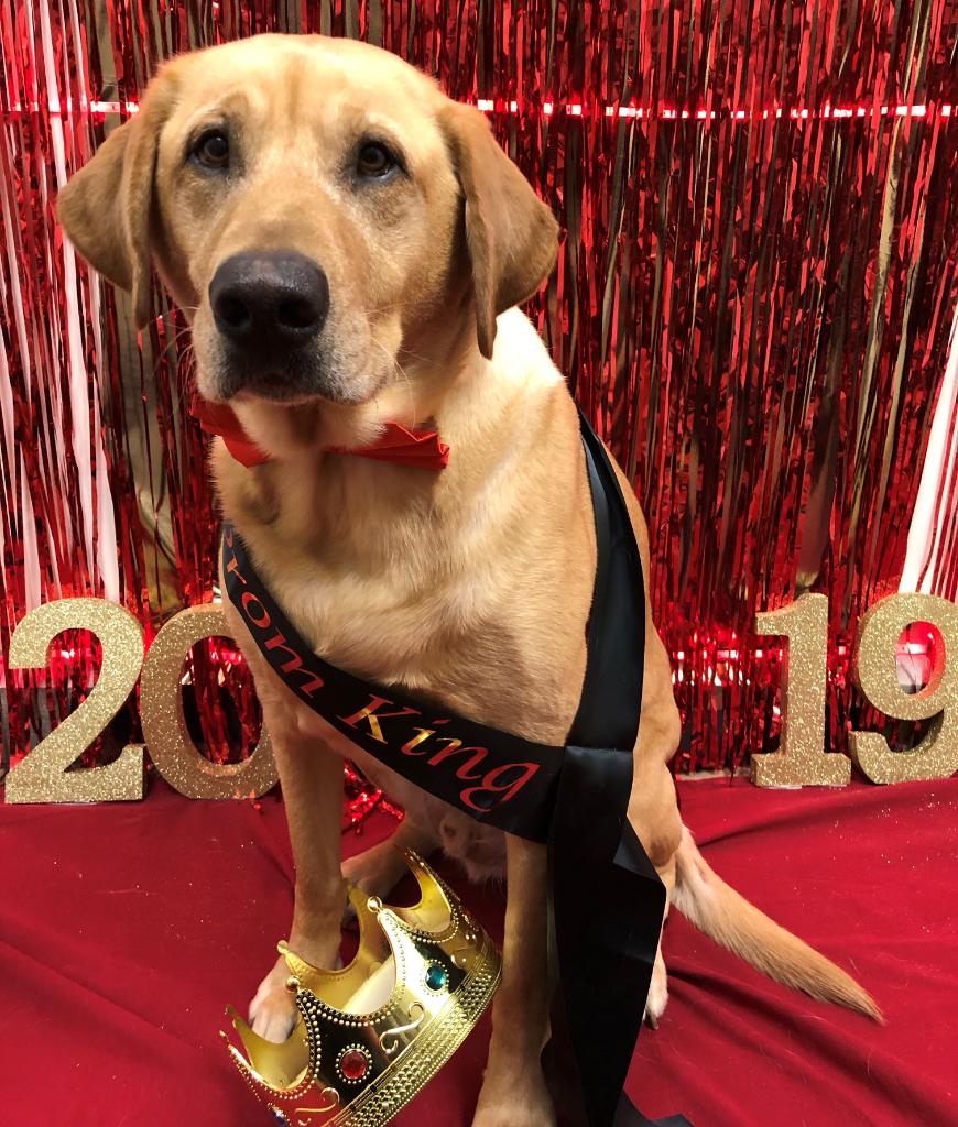 The cutest Prom King ? PetSmart's Doggie Day Camp's Prom Kings and
