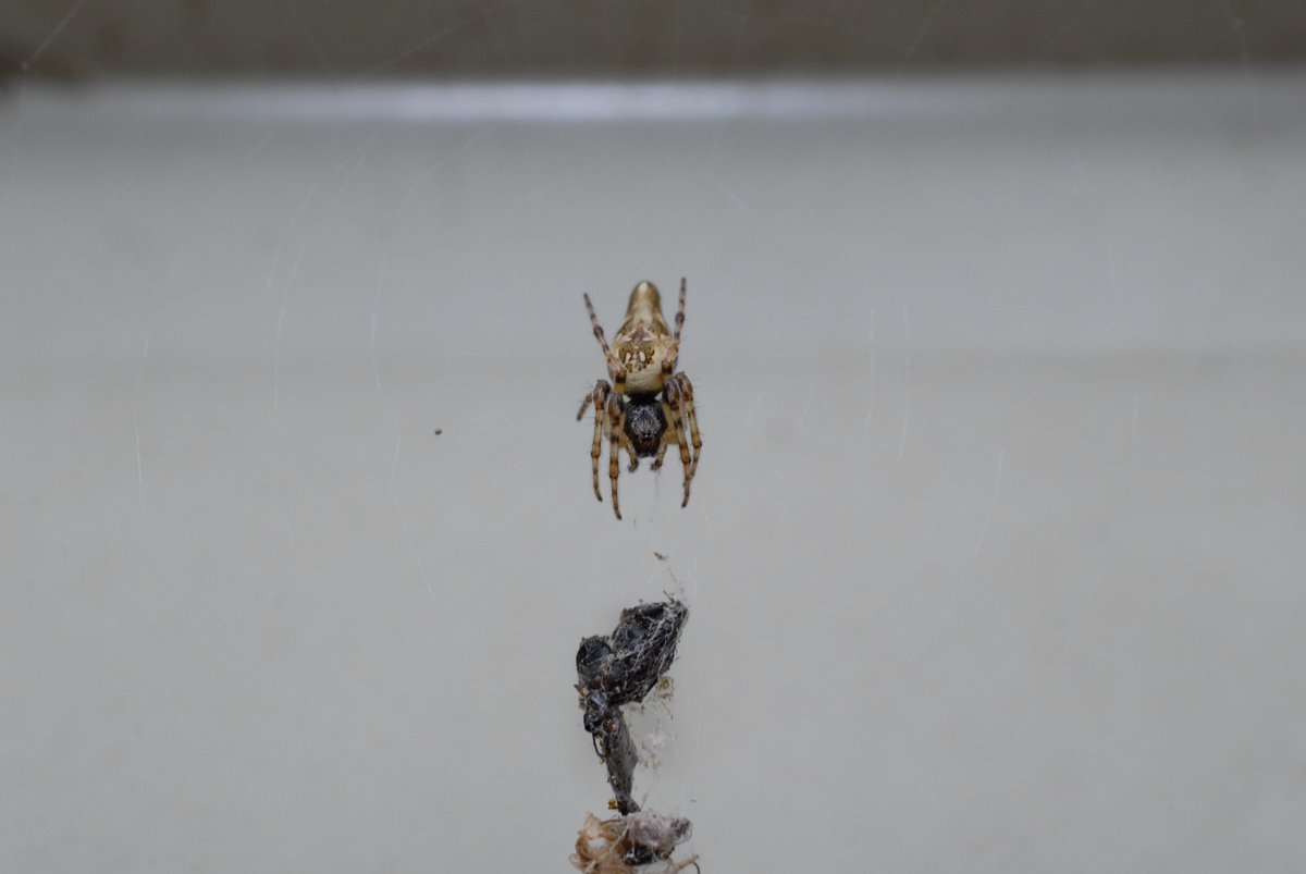 Une araignée commune dans le Sud de la Franc, la Cyclosa conica, aligne au milieu de sa toile des déchets et se place pile au milieu pour se dissimuler à la vue des prédateurs, comme les oiseaux, par exemple.