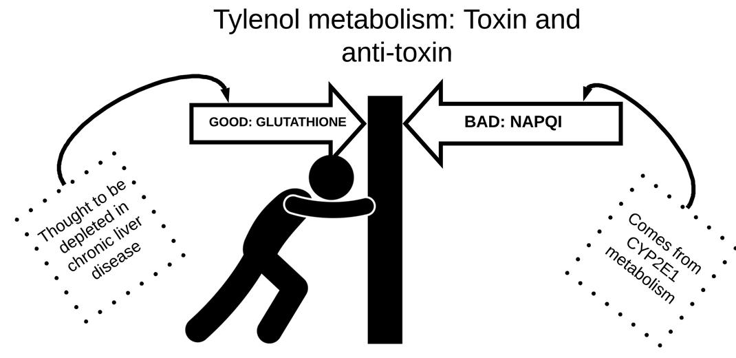Although APAP OD is, @ lower doses it's safest analgesicSpeed limit=2-3g/d (I use 2g)Wouldnt push it but take solace in: Fig1: Tylenol tox=NAPQI>Glutathione (CYP2E1)Fig2: Tho ppl assume cirrhosisglutathione, normal metabolism preservedFig3: 1 reason:cirrhosisCYP2E1