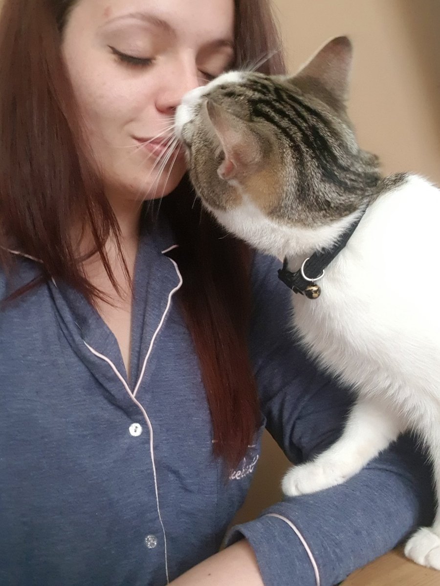 Shanomenom's tweet photo. I very proudly introduce Vinci (aka Da Vinci) 😼
This little demon uses his tactic of nose kisses to get out of trouble, and yes it works every time 😸
Show me your perfect pets!
#CatsOfTwitter #furbaby #CuteButEvil https://t.co/YgBqELGoZh