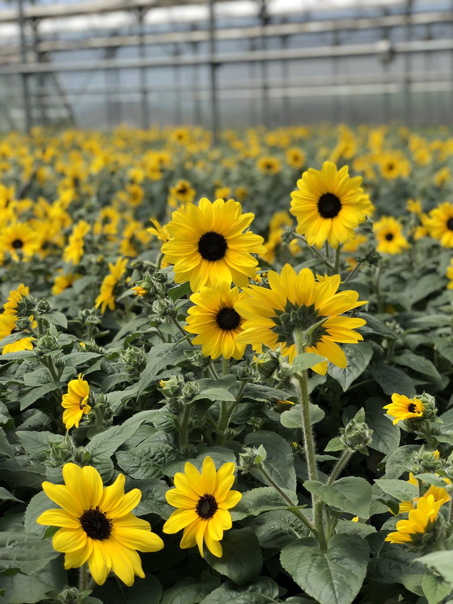 Sunflower Season 🌻
