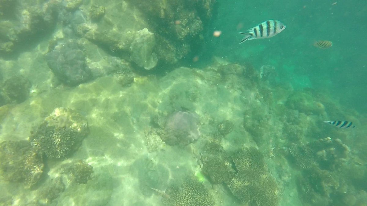 Blogtrotteuse__'s tweet photo. Faire du #snorkeling dans les eaux de #phuquoc a été un pur moment de plaisir 🏊‍♀️
#phuquocisland #ilesdanthoi
#mayrut #gamghi #mongtay #vietnam #plongée #beach #vietnambeach #travelblogger #blogvoyage #voyageenasie 
https://t.co/MkNGxwSJMr https://t.co/46Pxt9vkCO