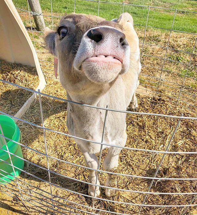 beccahilby's tweet photo. #tot now means #teethouttuesday? Say no more @nicolewallinga &amp; @wiscowsingal. Let’s see those teeth today! Or you can keep it old school and do #tongueouttuesday. Tag me so I can post them all in my stories this afternoon! 👌🏽 #dairygood #undeniablydairy … https://t.co/Lns76vwBfx https://t.co/nDQ9IQ048N