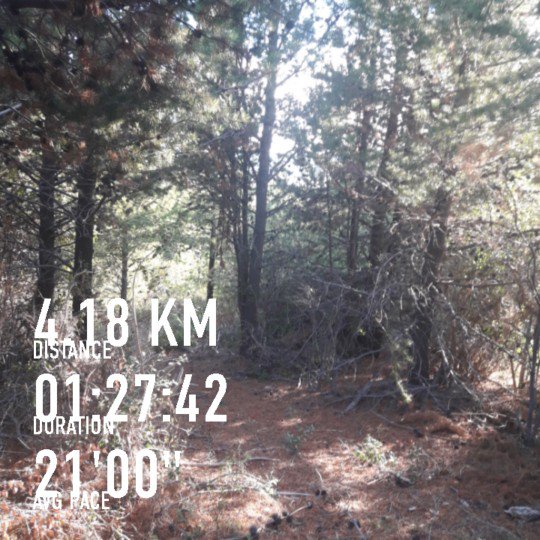 hahwethal's tweet photo. Perdido en el bosque.. https://t.co/D8jxcdWRkc