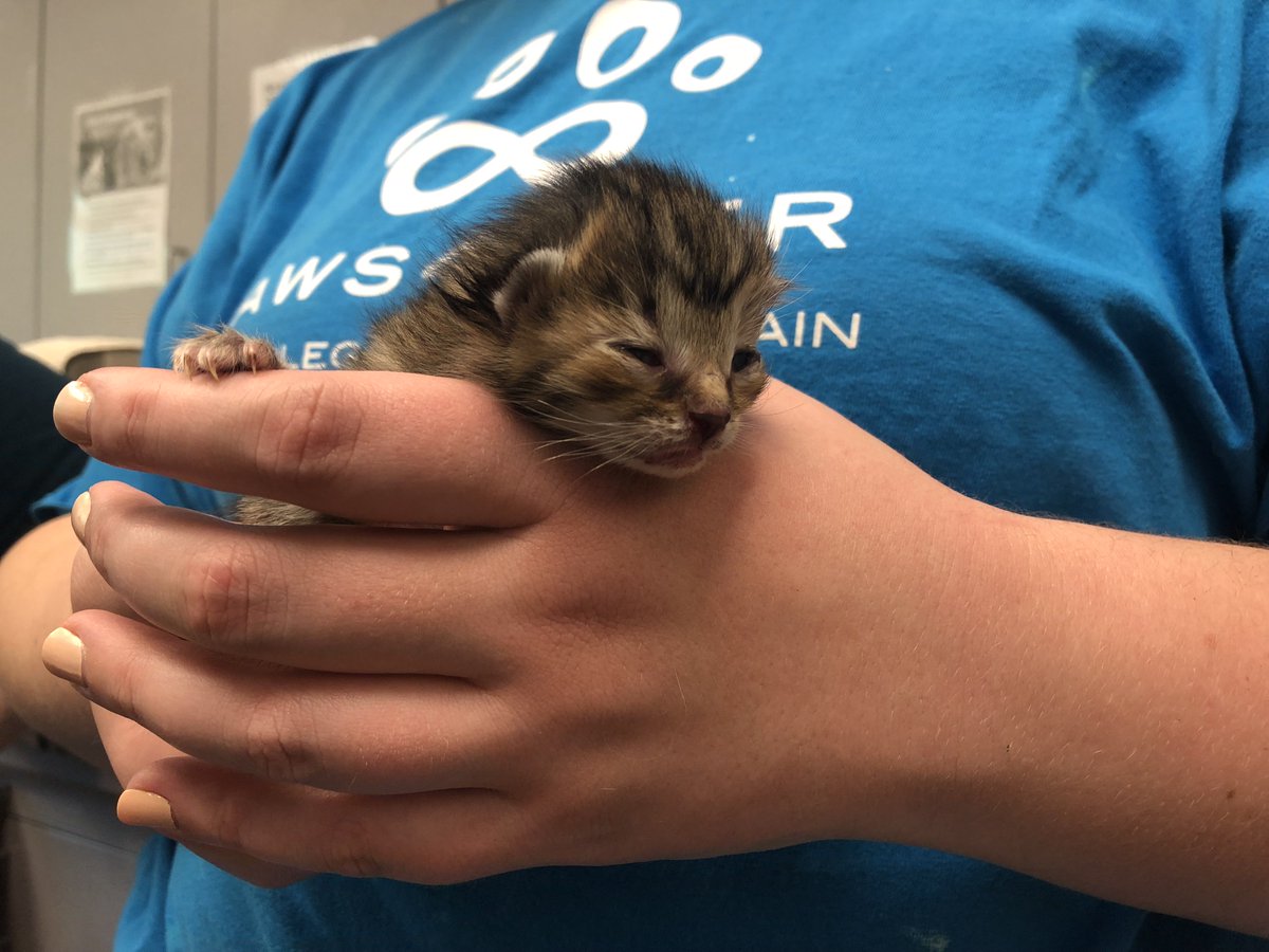 paws4ever_nc's tweet photo. Our first urgent rescue call of kitten season: mama and 6 babies are safe and sound. We must act quickly and work together to make these urgent rescues possible! Join our support system by giving (https://t.co/qrR8Aq4rFu) or becoming a foster (foster@paws4ever.org) https://t.co/NFQ4WmHLV8