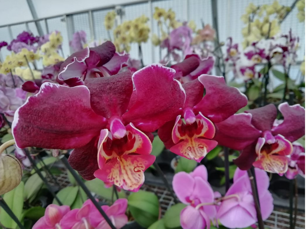 Orquideas_mx's tweet photo. awwww 🤩😍🤪🤩😍
#orquideas #Flores https://t.co/77y7iwhgsm