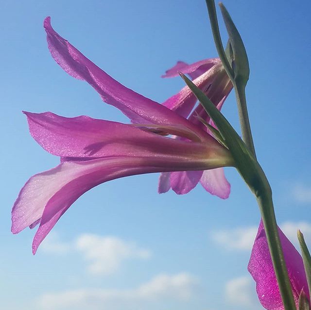 emele's tweet photo. Field gladiolus, for me this is the flower of Spring. #fieldgladiolus #springflower #magentaflower https://t.co/XPZCPkIeD1 https://t.co/DXdhix09SB