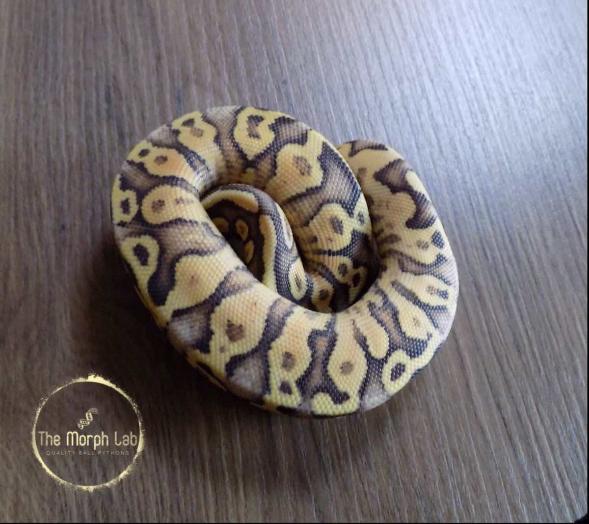 TheMorphLab's tweet photo. Available oct/nov 2018 

0.1 - Firefly Yellow Belly 
0.1 - Mojave Yellow Belly 
0.1 - Pastave 
1.0 - Superfly https://t.co/hRZywKLB8i