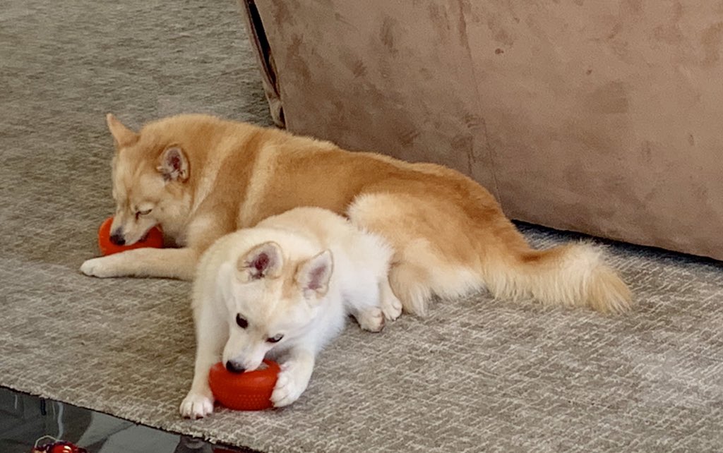 Pomskypuppies Hashtag On Twitter