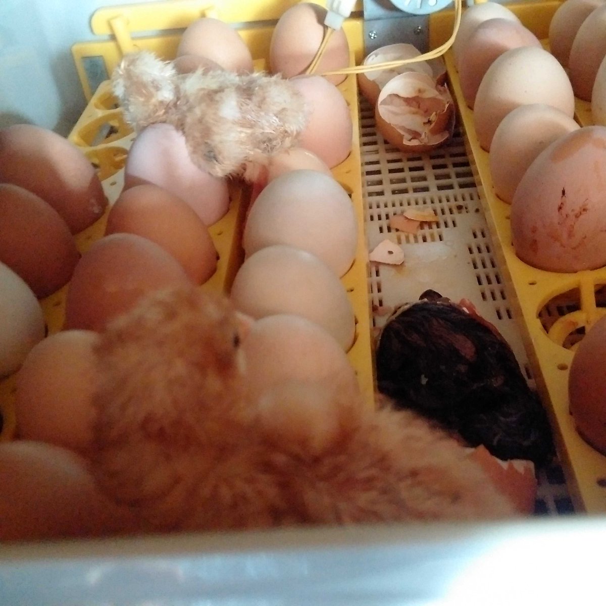 They're busting loose! #chickchick #newfoundlandlife #babybirds