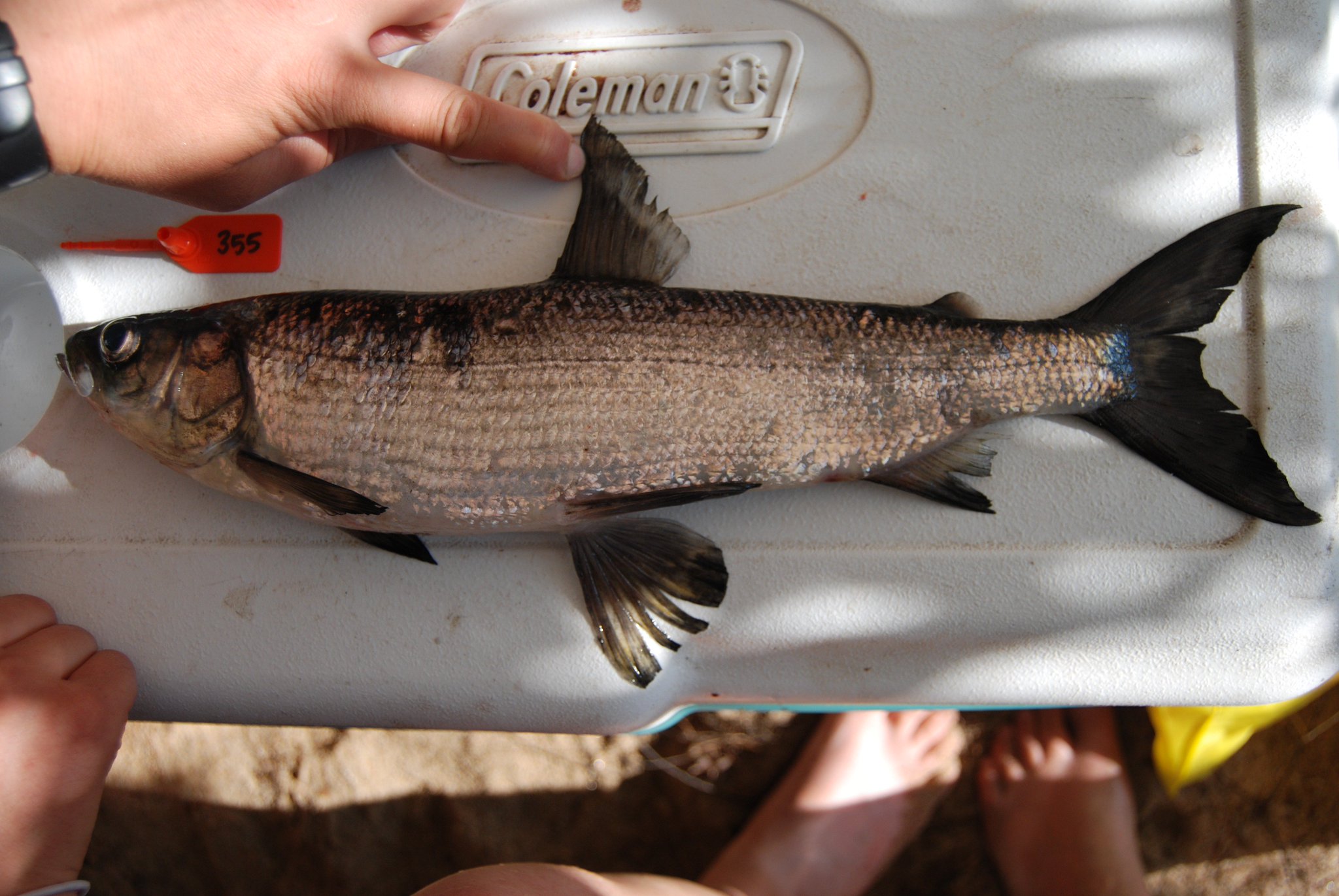 Harkness Laboratory on X: How would you respond if you caught a cisco in  Lake Michigan, Huron or Nipigon with paired black fins, high gill raker  counts, and large size? What would