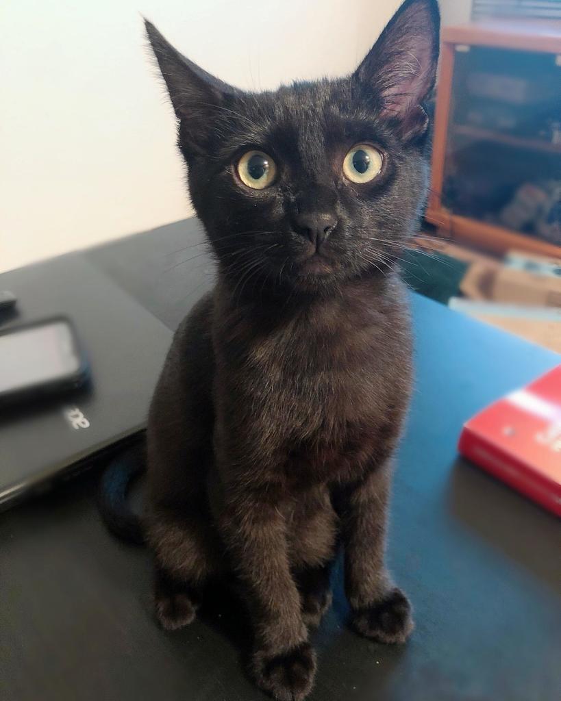 MiloTheChug's tweet photo. I heard black cat adoptions have gone down because they are harder to photograph for social media. Reddit, meet Beans. via /r/aww https://t.co/o5icSlnmhv https://t.co/mDQq8KxBWd