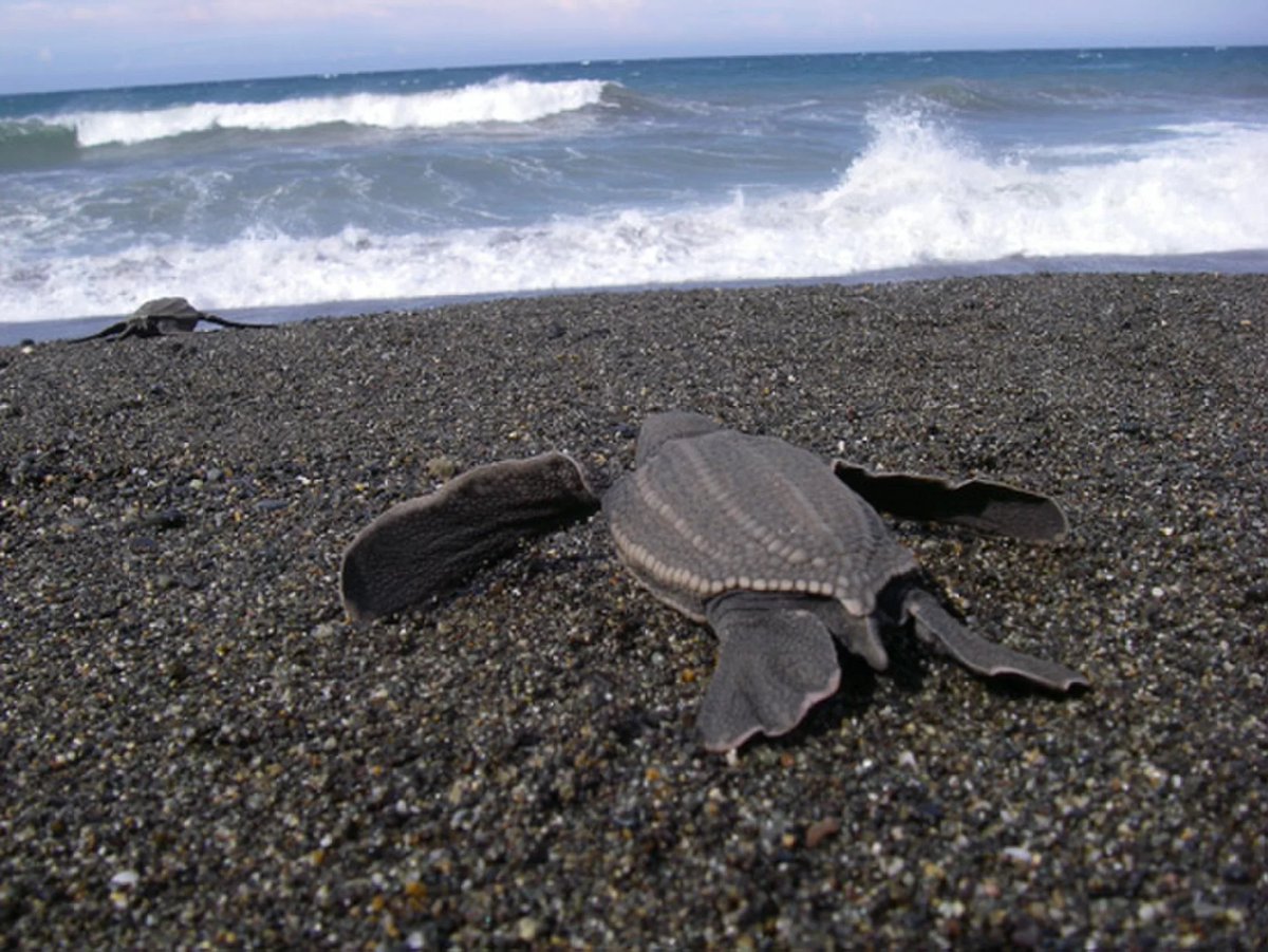 Savethe33013357's tweet photo. Leatherback turtle populations are declining! According to https://t.co/AZRtW55oBk, turtle populations have been declining at an average of 5.7% each year, since 1984. Read the full article at https://t.co/0prwxaWy81. #savetheturtles #turtle 
[image from https://t.co/AZRtW55oBk] https://t.co/Z1vga3a5wG