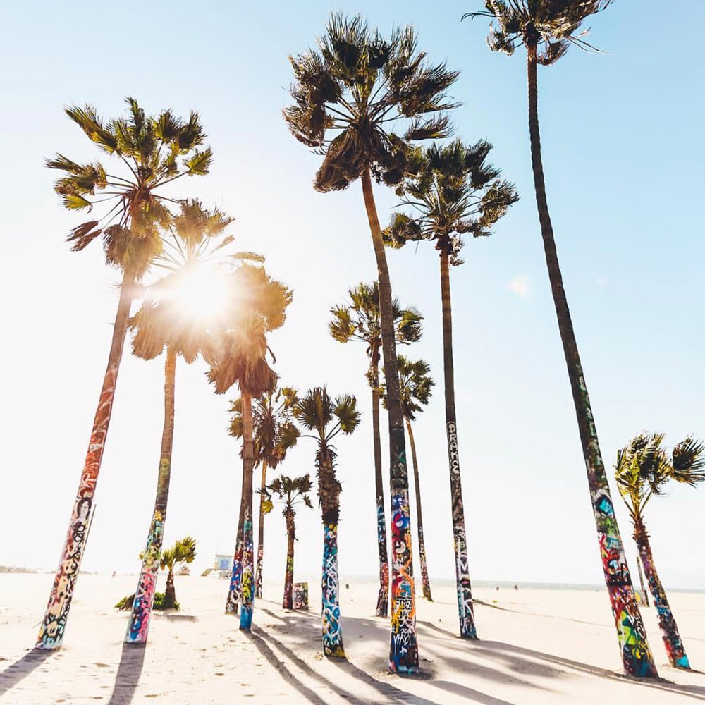 buddynutrition's tweet photo. Started our day with a #BuddyShot & things are looking UP 🌴 photo cred: @Clargy https://t.co/7T7VTMSFJM