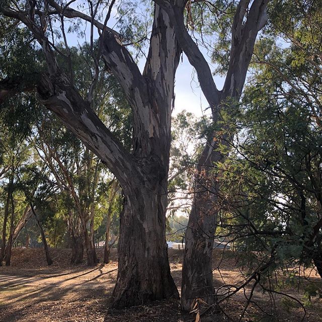 AngelSmit's tweet photo. #campinglife #serenity #earlymorningwalk https://t.co/2ORYVhZslT https://t.co/8sByjmdCqt