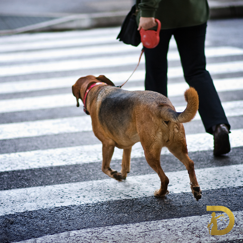 Have you been a victim of a dog bite incident? Call Dressie.
