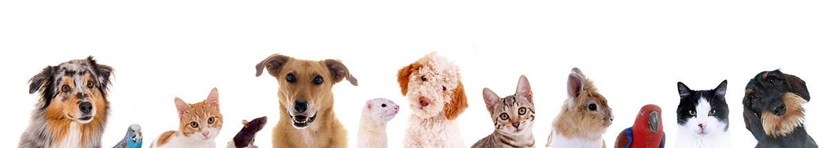 MelindaDzinic's tweet photo. Here's another excellent Pet Rescue in the Dallas Area 🐶
Volunteer, donate, or rescue! 😸

#adoptdontshop #rescuepet #furbabies
https://t.co/vPF2akPRiy https://t.co/GFJdOIvoYC