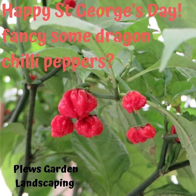 Happy St Georges Day from Plews Garden Landscaping!
Anyone fancy a dragon chilli pepper with their dinner?
#landscapegardener bit.ly/2DvVHac