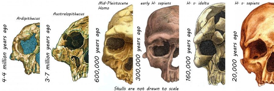 A new paper reveals the amazing evolution of the human face! 💀 

#HumanFace #HumanEvolution #SocialFactors #ModernDiet 

sciencealert.com/here-s-how-the…