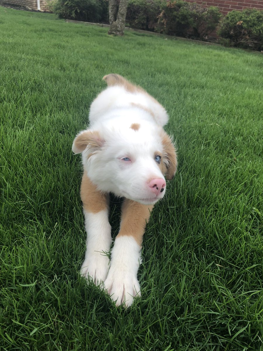 hlh116's tweet photo. everyone needs an australian shepherd, everyone https://t.co/gBdXLtiOHT