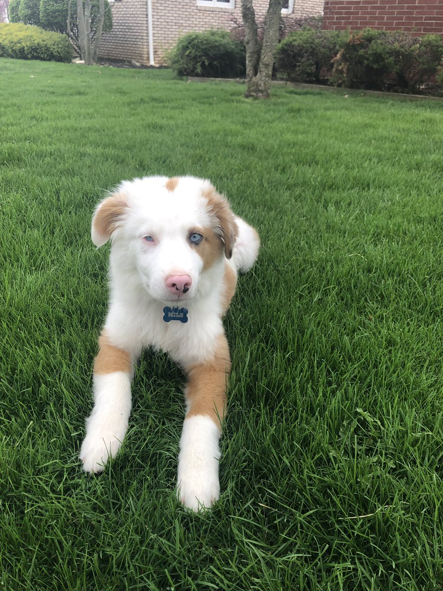 hlh116's tweet photo. everyone needs an australian shepherd, everyone https://t.co/gBdXLtiOHT