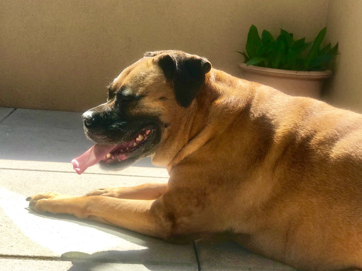 TheNicoDog tweet picture