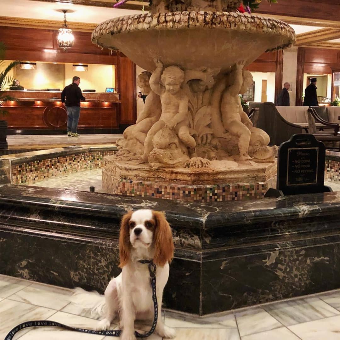 PeabodyMemphis's tweet photo. "Can we stay at The Peabody every weekend?" -Prince Paisley #PeabodyPets #Pupcation https://t.co/cZkWEbqfJo