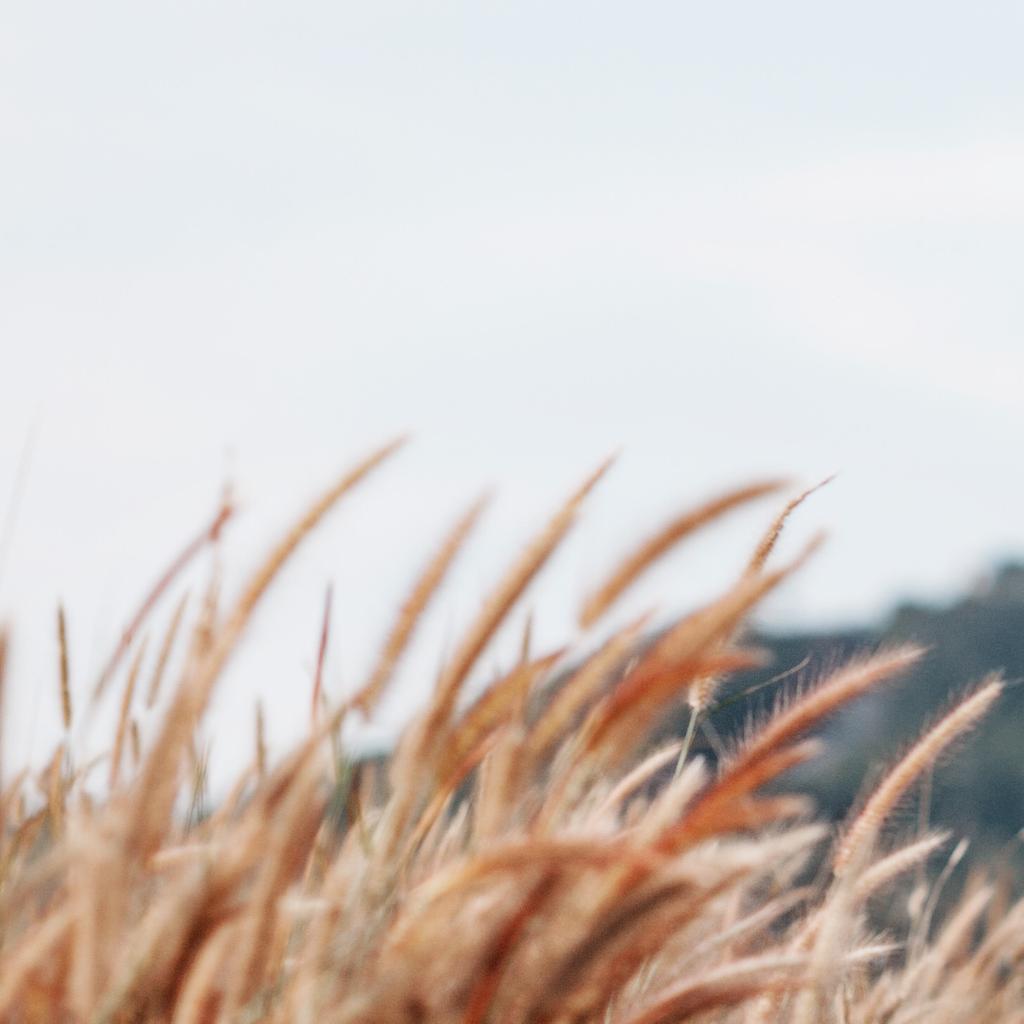 GliSODinSkin's tweet photo. 🌾 #GliSODin #melon #SOD #wheat #natural #oralsupplements #madeinfrance #farms https://t.co/BTu7DzXjuX