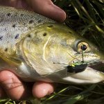 Photo by The Fish Anglers Store (@TheFishAnglers)