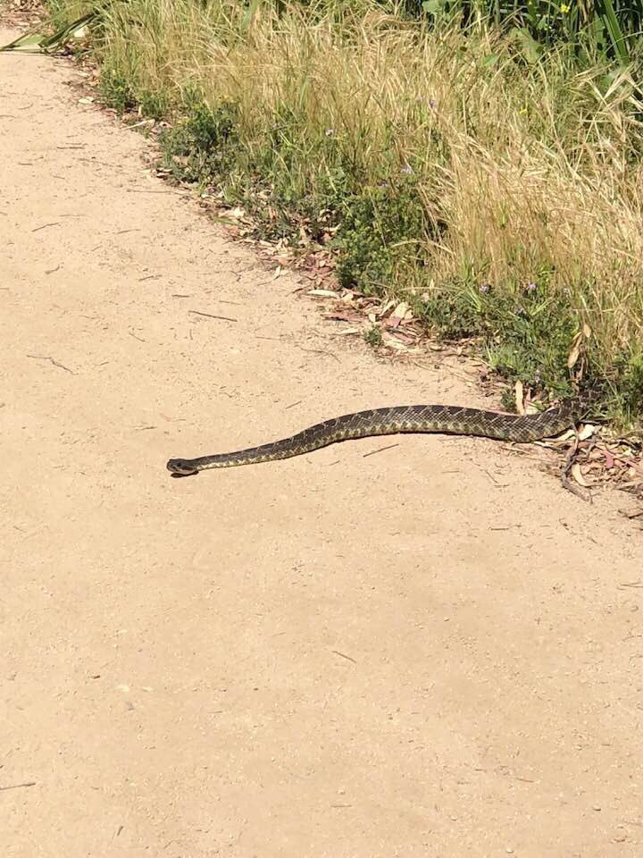 vgeller's tweet photo. Springtime in #LA #griffithPark @griffithparkrun
W/Thx Tori it’s #RATTLESNAKE season. watch out. #highBoots #snakekit https://t.co/NyBgoa8TyD