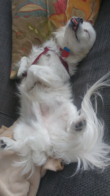 Honestly, what's it like to be THIS relaxed?? https://t.co/XWYiEXJZfT<a href="/tag/live"class="tags"><span>#live</span></a><a href="/tag/ppv"class="tags"><span>#ppv</span></a>