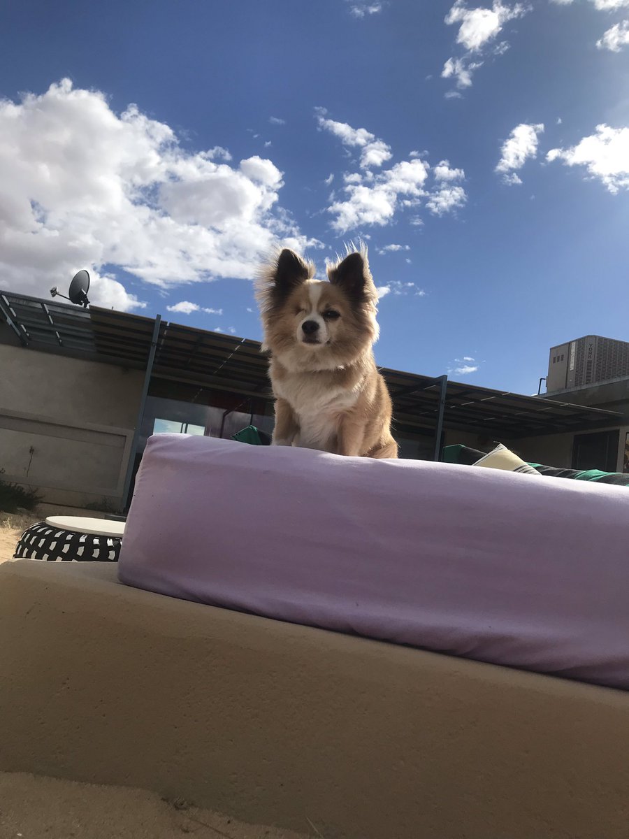 Fitz the one eyed little chihuahua sitting on a white mattress with a blue sky with clouds behind him