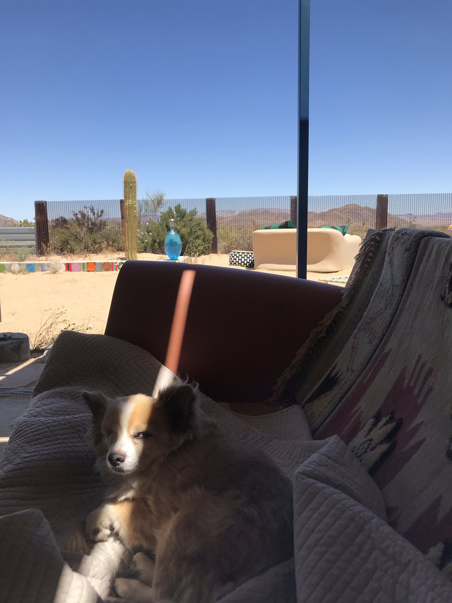 Fitz the one eyed chihuahua sitting on a red couch outside with a sliver of sunlit falling on him. He looks very pissed off.