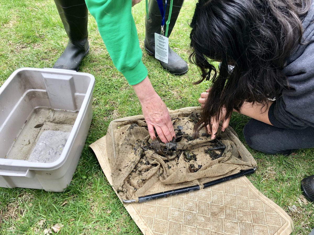 Waytula's tweet photo. First stop at #FullersburgWoods @dupageforest for some stream monitoring with our Naturalists. Water quality was “fair” to “poor” so we wonder if removing the dam would help the macroinvertebrates that we got to see today. https://t.co/ccyqelYrYh