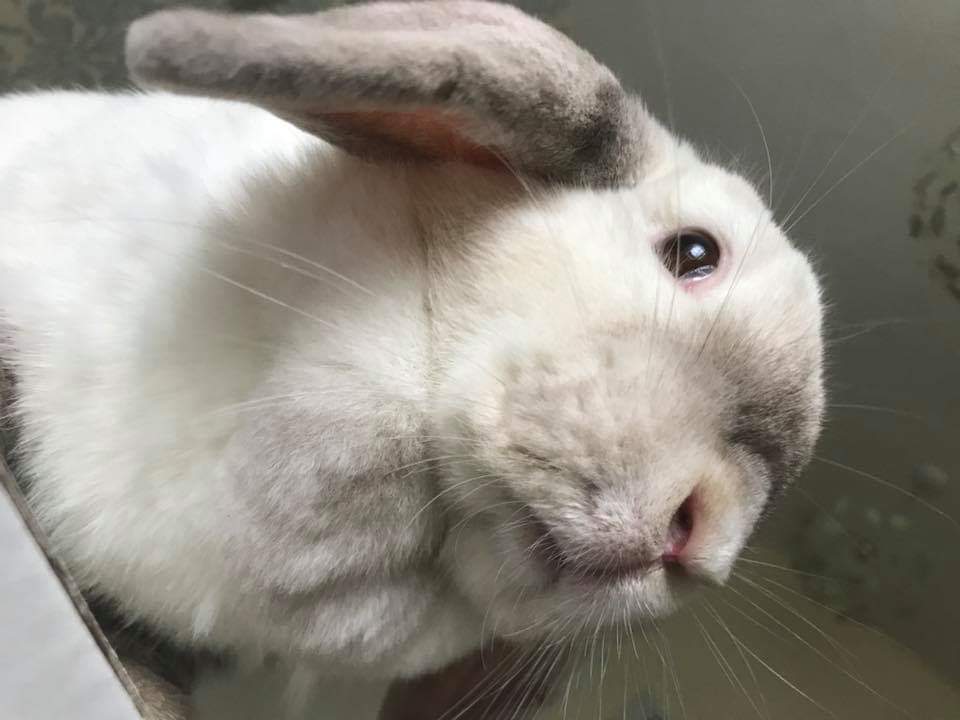 bristolrabbitre's tweet image. Does my chin look big in this???
#Poppy #binkyfree #princessPoppy #brraf