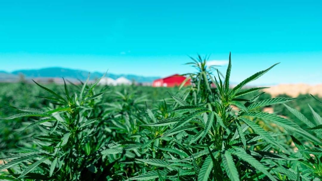 Weed_Lex's tweet photo. “Growing hemp as nature designed it is vital to our urgent need to reduce greenhouse gases and ensure the survival of our planet.” - Jack Herer
#JackMoon #CBD #Cannabis #EcoFriendly https://t.co/usmbBirDGw