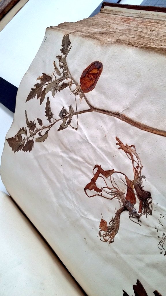 RT RM_Oudheden: RT amwillemsen1: #Medievalgardens update: superb 'En tibi'- herbarium being prepared for display. Bologna c.1555, one of oldest books w/pasted plants. 477 species incl. this thistle &amp; possibly oldest dried tomato in Europe! Thanks for loa…