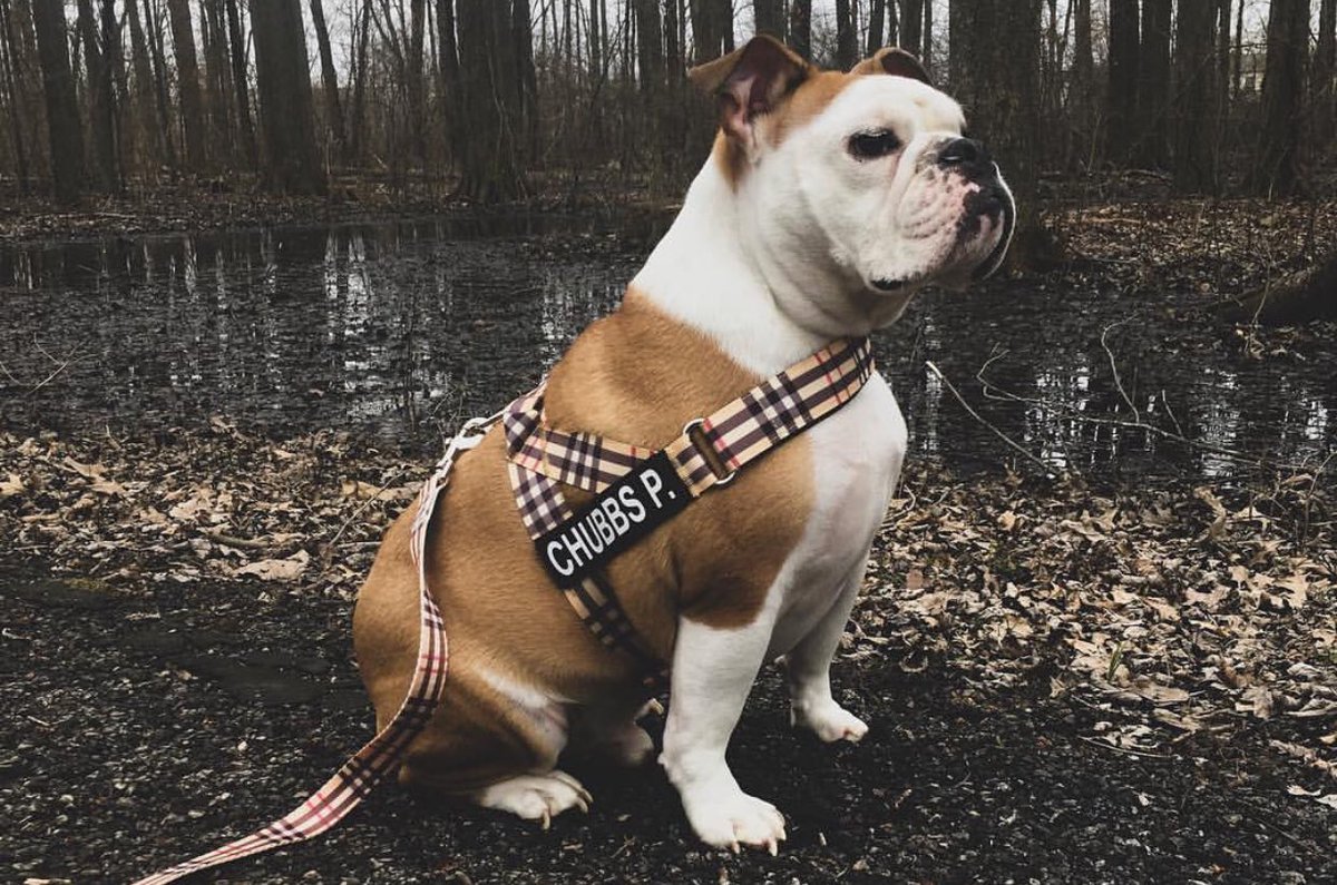 bellandpixel's tweet photo. Celebrity quick sketch model on Wednesday April 24th at 3pm in the @ccadanimation Drawing Room: Chubbs Peterson! #dogsofcolumbus https://t.co/ovqGqTFy2U