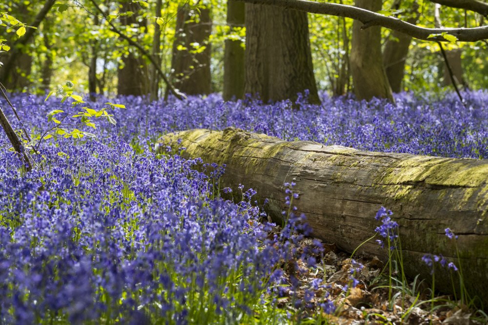 National Trust tweet media